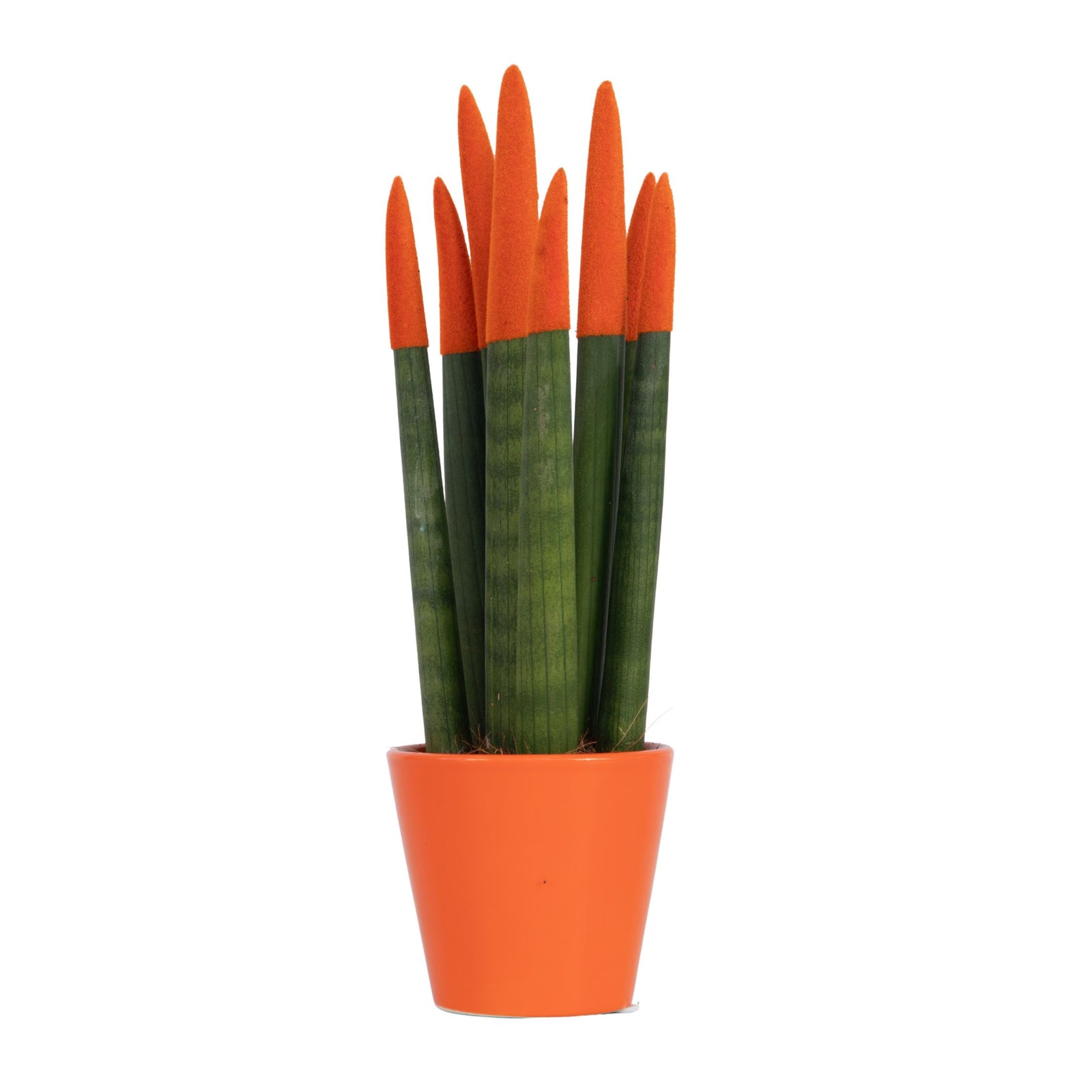 Snake Plant Velvet Touch - Sansevieria Cylindrica - Height 20-40cm - ⌀9cm | Orange