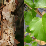 Betula Nigra Black Star Tree 6ft Tall Supplied In A 12 Litre Pot