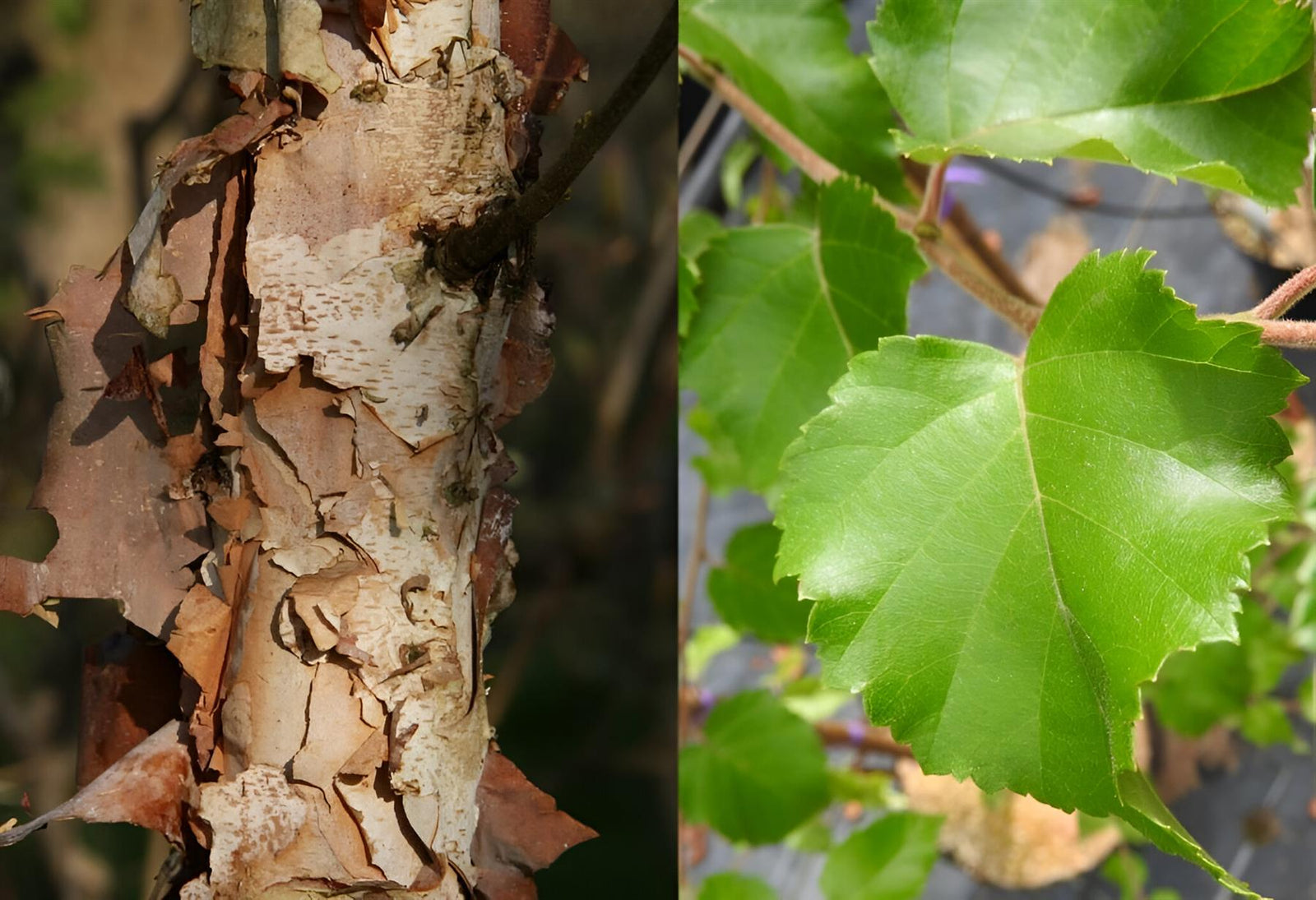 Betula Nigra Black Star Tree 6ft Tall Supplied In A 12 Litre Pot