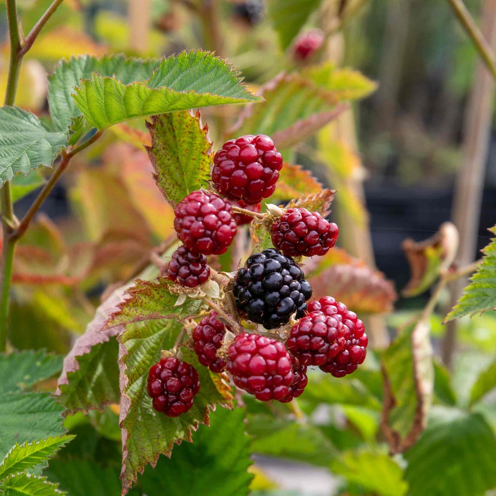 Blackberry 'navaho' - Thornless | 1 x 2L