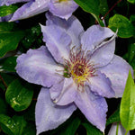Clematis Tranquilite - Compact And Manageable - 1 x 7cm pots
