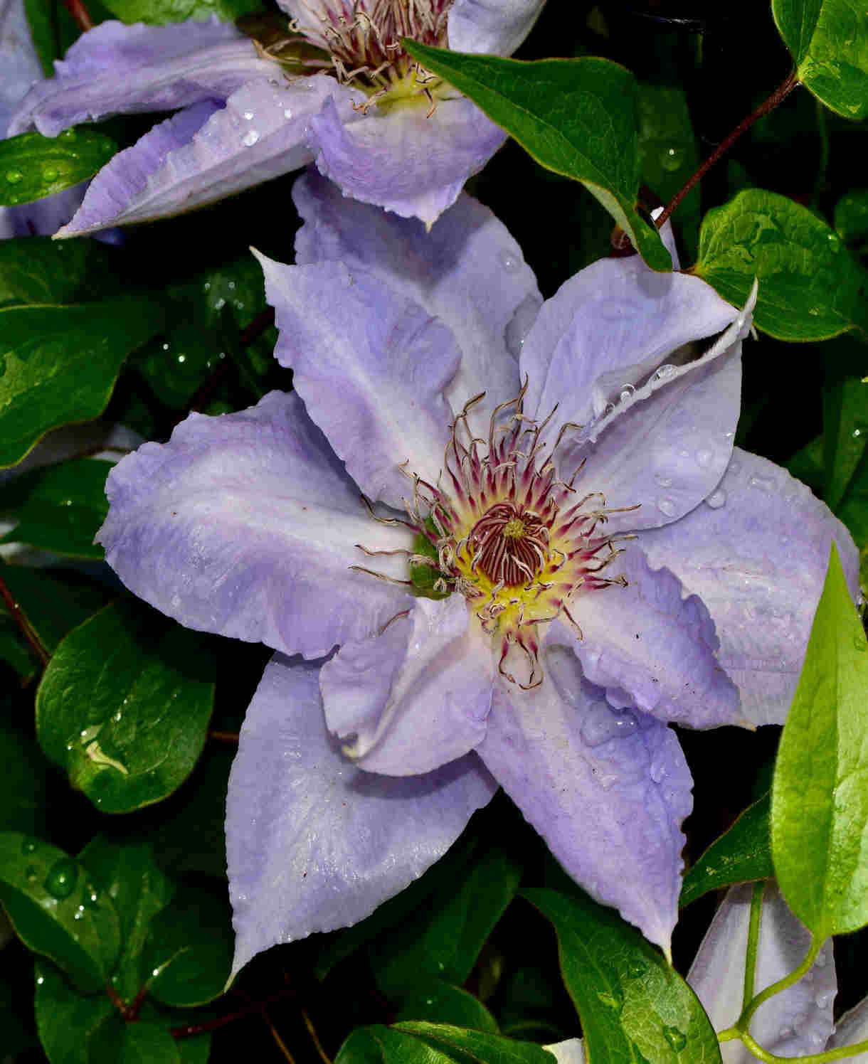 Clematis Tranquilite - Compact And Manageable - 1 x 7cm pots