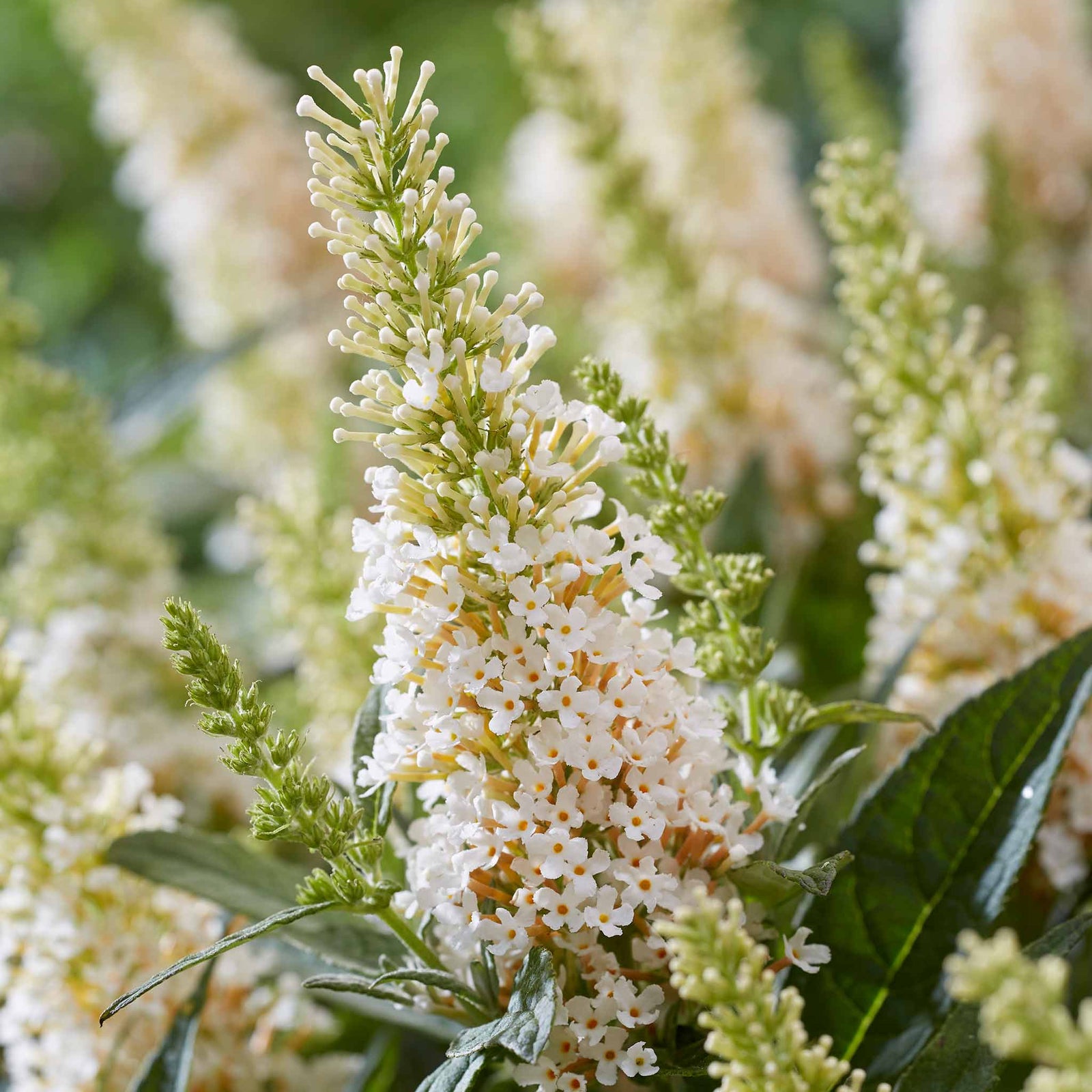 Buddleja 'butterfly Candy Little White', Dwarf White Butterfly Bush | 3XL | White