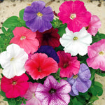 Petunia Celebrity Mix Seeds | 70 Seeds