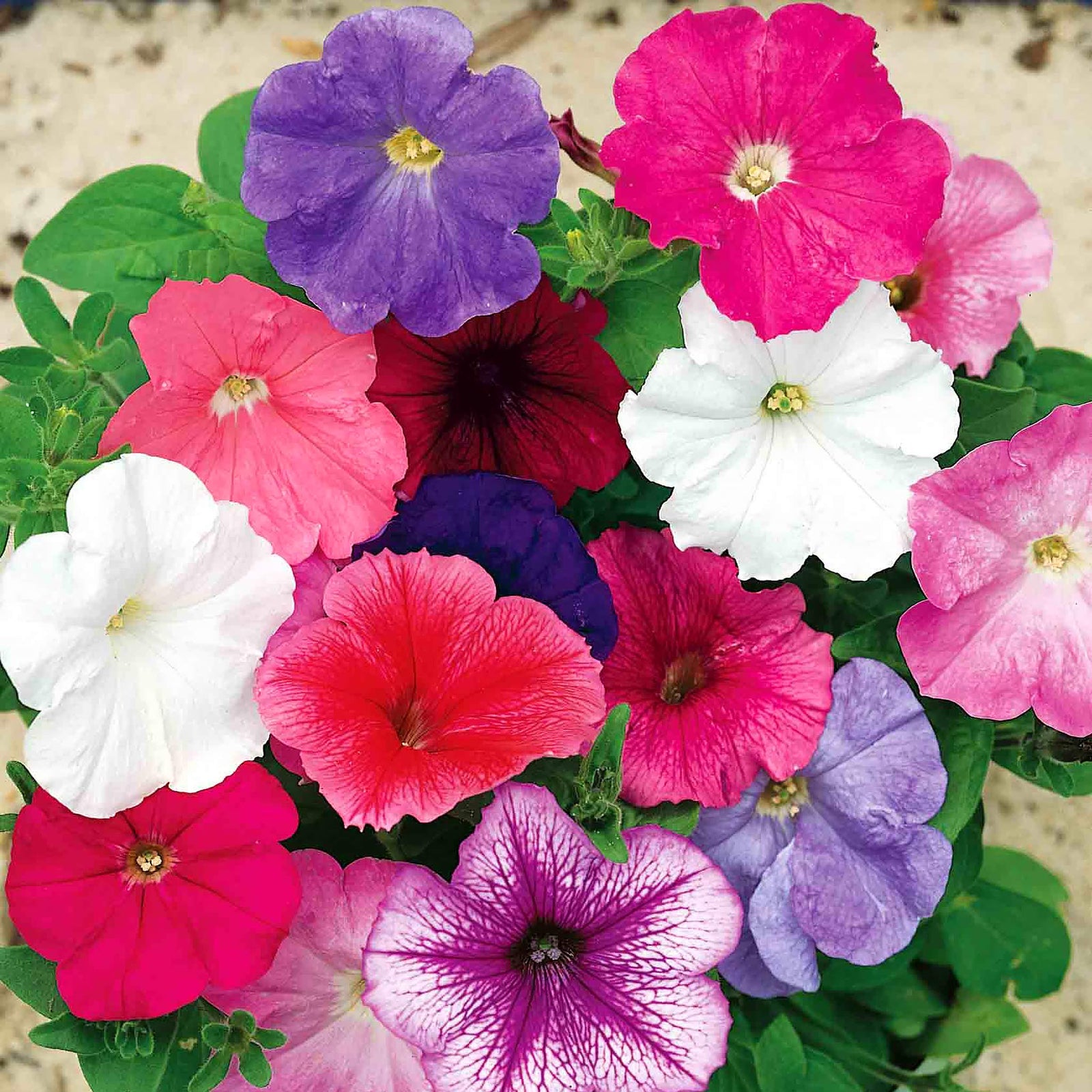 Petunia Celebrity Mix Seeds | 70 Seeds