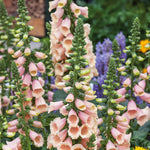 Digitalis 'dalmatian Peach' (foxglove) - Compact Peach-pink Spires | 6 x Jumbo Plugs | Multi