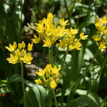 Bumper Bulb Collection - 90 Bulbs