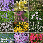 Mixed Alpine Collection Plants | Set-of-5