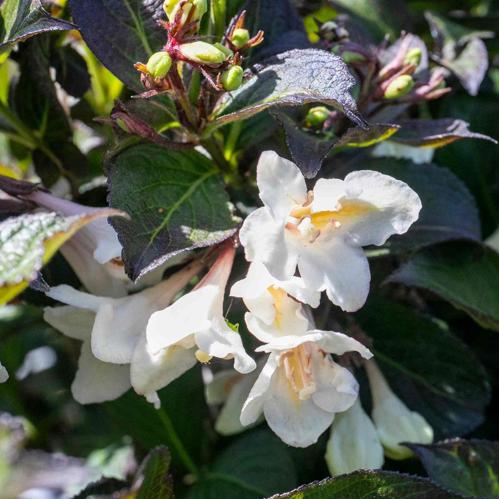 Weigela 'ebony And Ivory' - Compact White-flowering Shrub | 3 x 7cm Plants | Green
