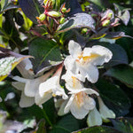 Weigela 'ebony And Ivory' - Compact White-flowering Shrub | 1 x 3L | Green