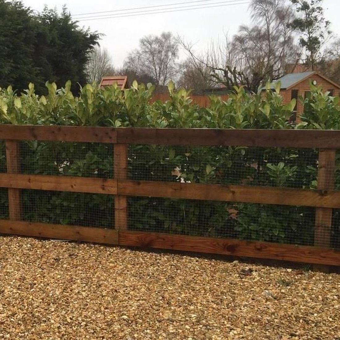 Direct Plants Cherry Laurel Evergreen Hedging Plants Large 2-3ft Supplied In 2 Litre Pots