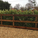 Cherry Laurel Evergreen Hedging Plants Large 2-3ft Supplied In 2 Litre Pots