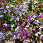 Lobelia Wonderfall Mixed - Trailing Bedding Plant | 20 x Pro Grower Plugs | Multi