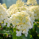 Hydrangea 'hercules' Enormous 40cm Flowerheads | 1 x 7.5L | Green