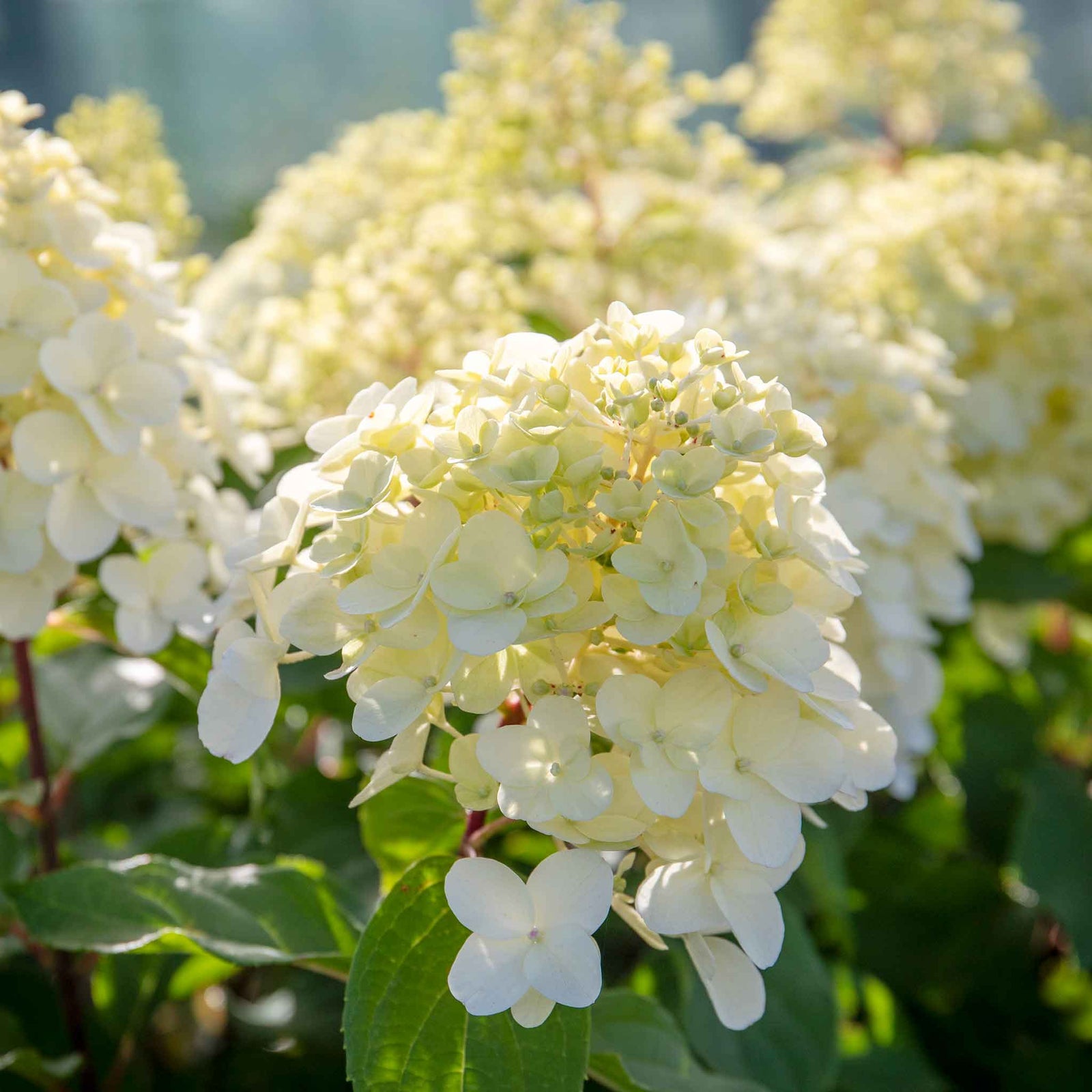 Hydrangea 'hercules' Enormous 40cm Flowerheads | 1 x 7.5L | Green