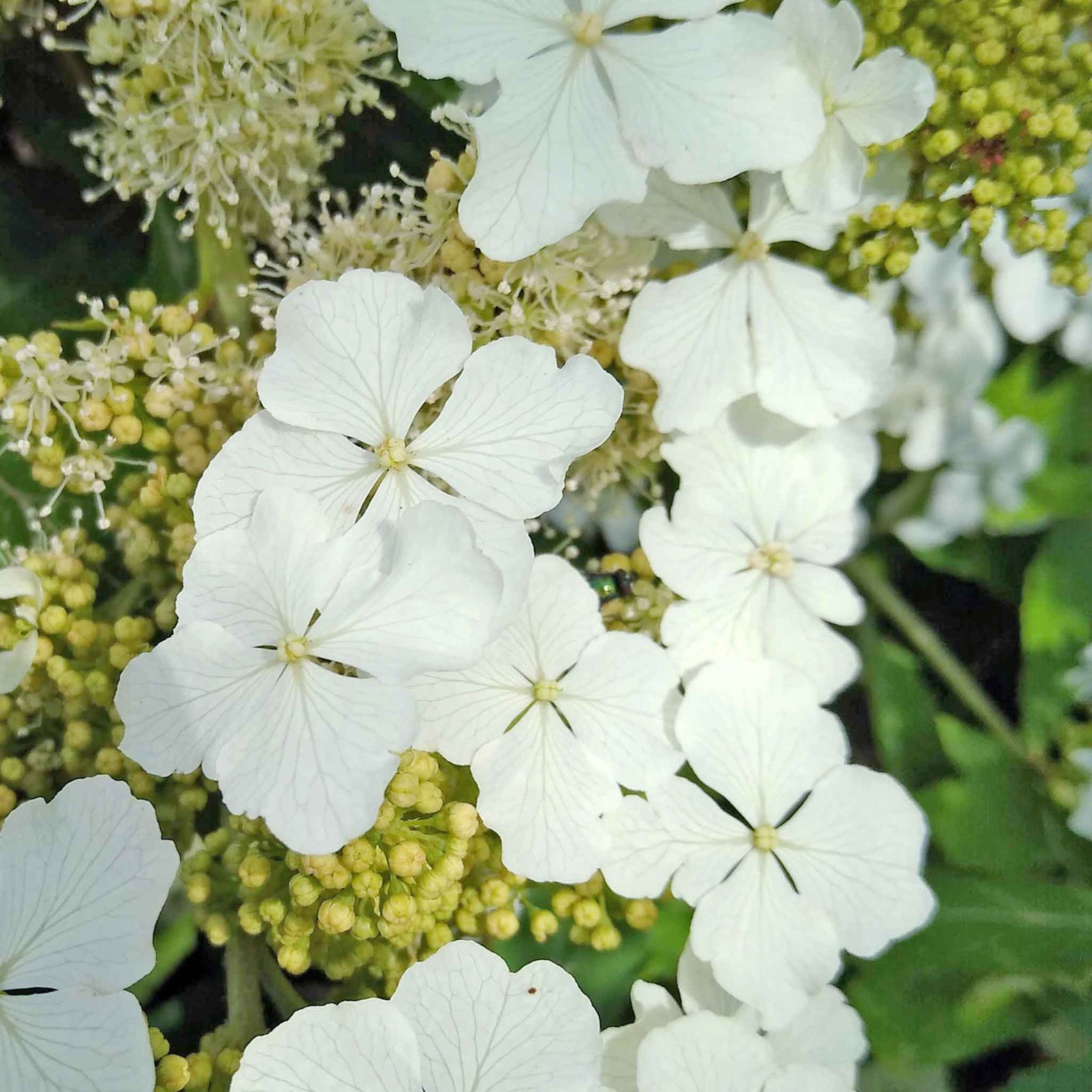 Hydrangea Querc. 'ice Crystal' Compact Oakleaf Hydrangea With Pure White Flowers | 1 x 9cm | White
