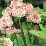 Primula Japonica 'apple Blossom' - 9cm Pots | 1 x 9cm | Pink