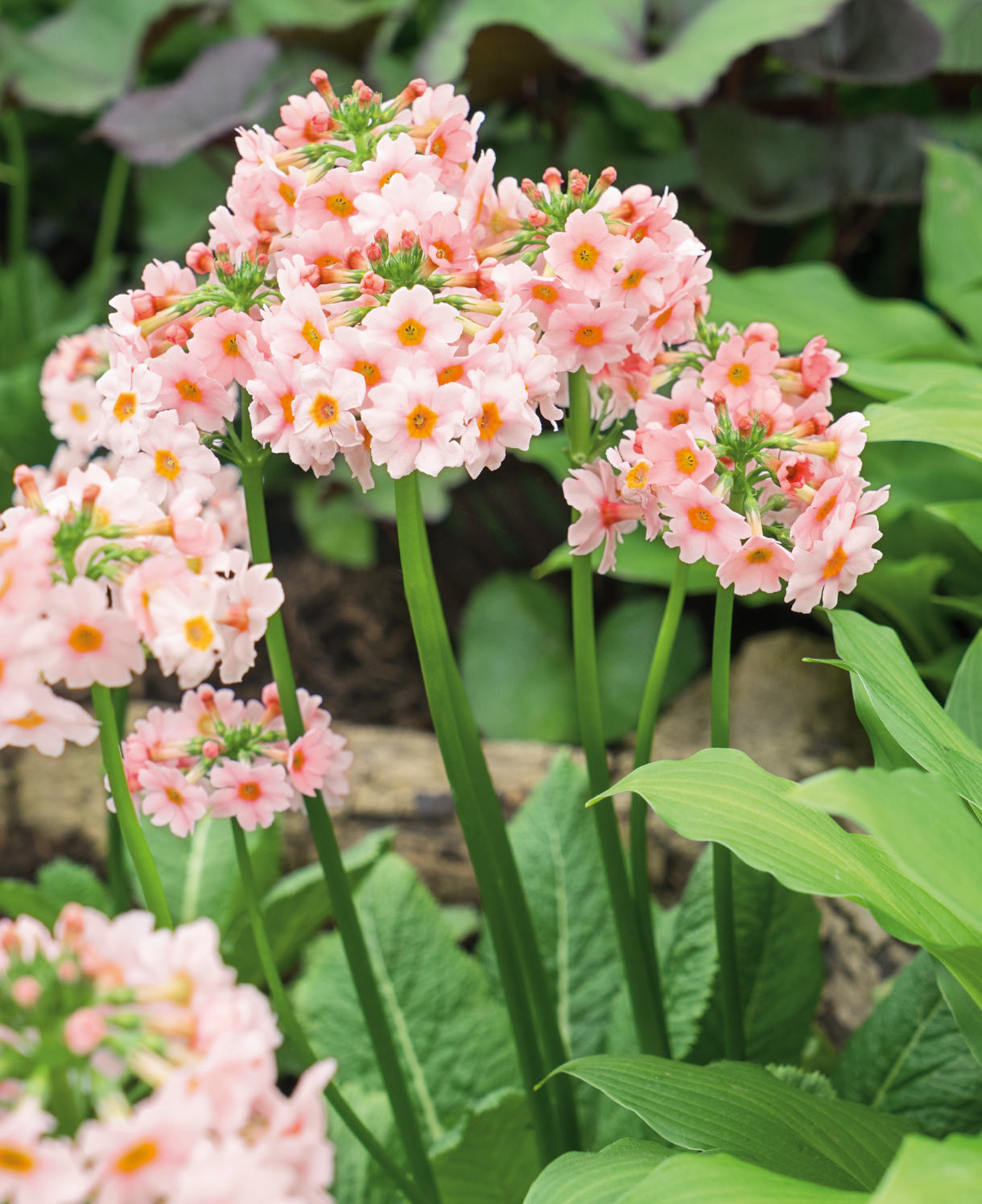 Primula Japonica 'apple Blossom' - 9cm Pots | 1 x 9cm | Pink