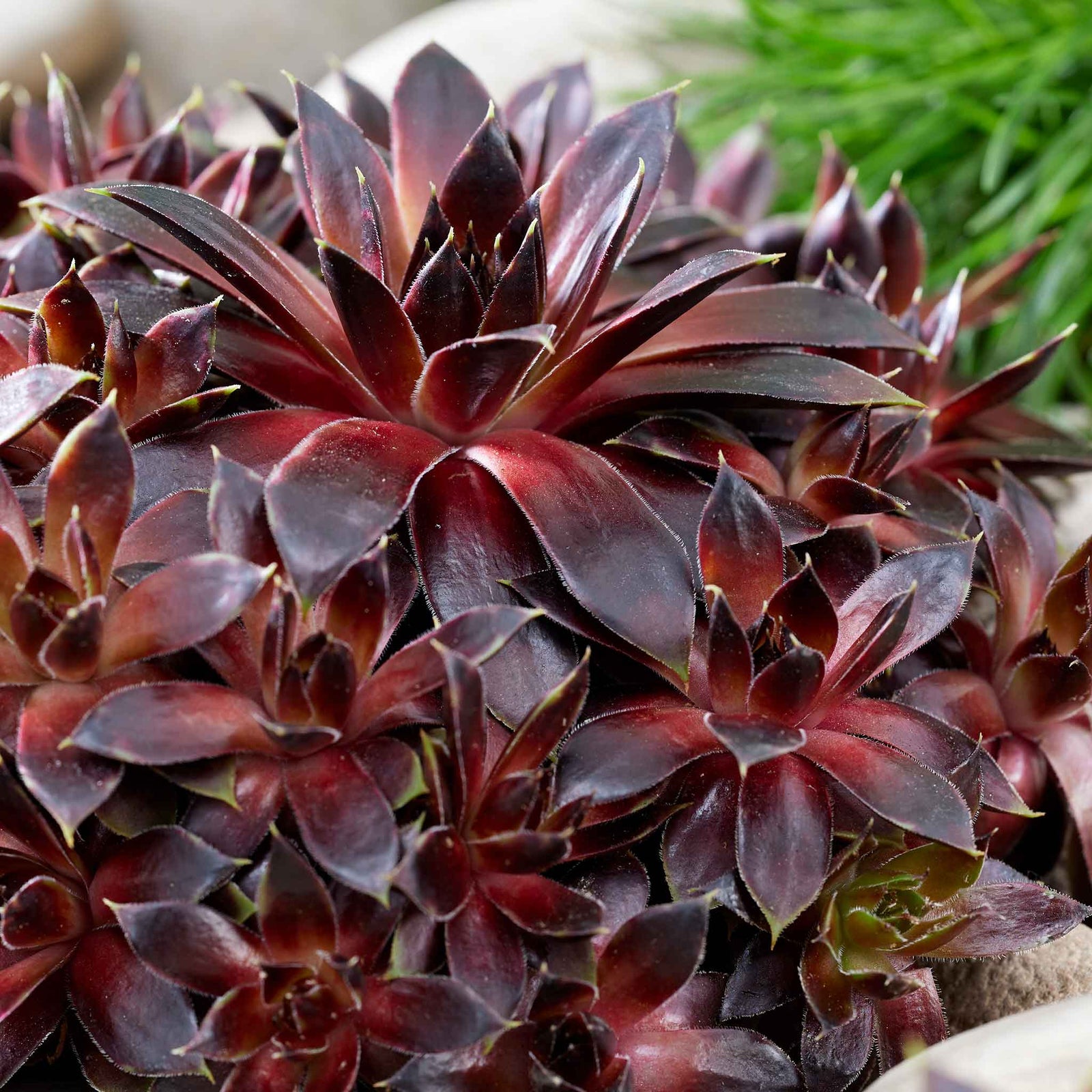 Sempervivum 'coconut Crystal' Pot - Hardy Two-tone Succulent | 1 x 9cm | Multi