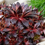 Sempervivum 'coconut Crystal' Pot - Hardy Two-tone Succulent | 3 x 9cm | Multi