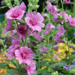 Lavatera 'princess Pink' Double-flowered Shrub Plant | Set of 1