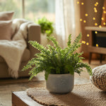 Sword Fern - 2 Pcs. - Nephrolepis 'duffii' - Height 25-40cm - ⌀12cm | Set of 2 | Green
