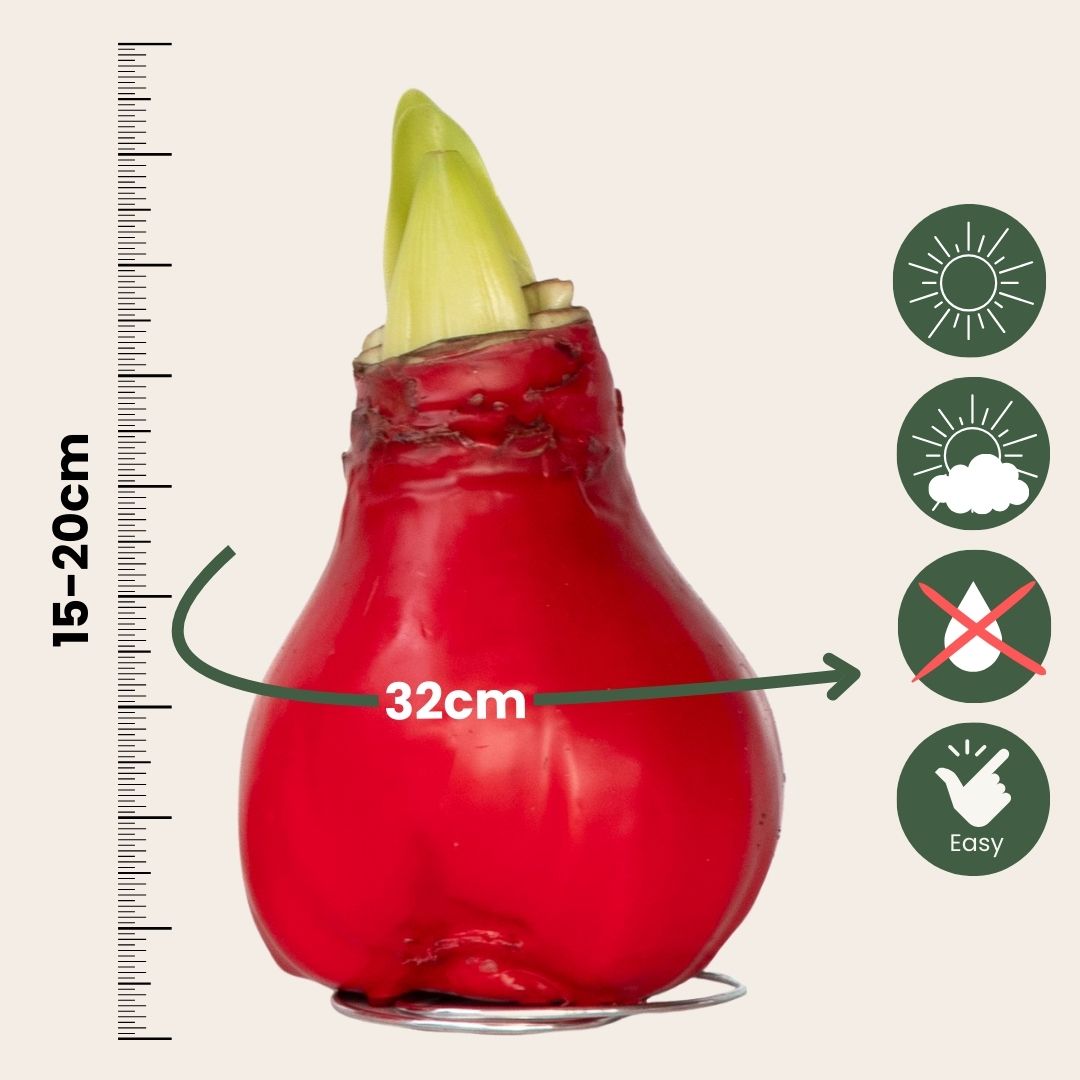 Amaryllis - Hippeastrum 'wax Red' - Flower Bulb - Red