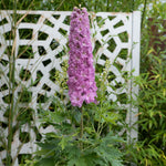 Delphinium 'delgenius Juliette' 2l Plant | 2L | Pink