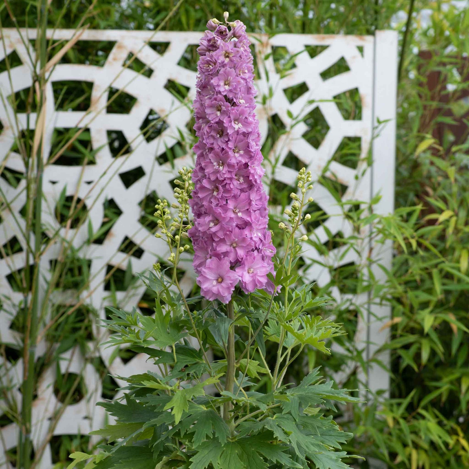 Delphinium 'delgenius Juliette' 2l Plant | 2L | Pink