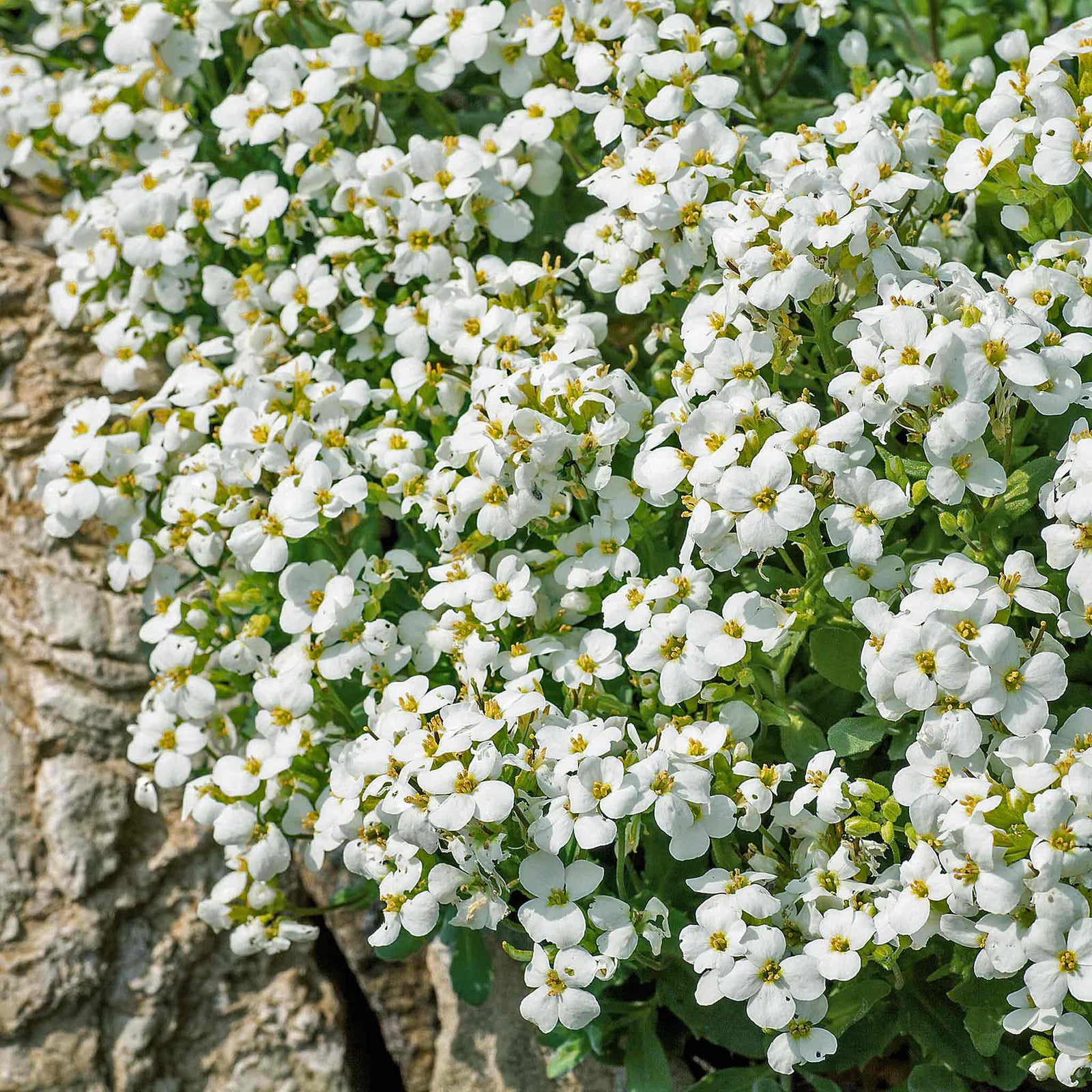 Arabis Alpina 'alabaster' Hardy Alpine Perennial | 3 x 9cm