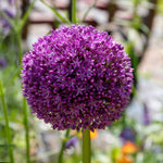 Allium 'purple Sensation' Rhs Agm Pollinator-friendly | 10 x Bulbs | Violet