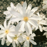 Magnolia 'stallata' (star Magnolia) Compact Spring-flowering Shrub Plant | 1 x 9cm | White