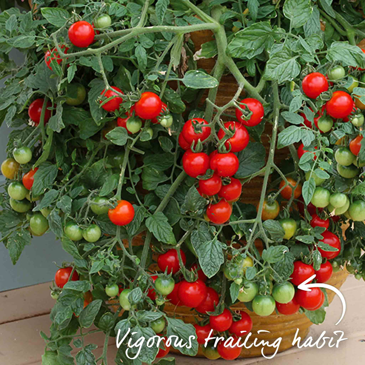 Tumbling Tom Bush Cherry Tomato 9cm Plants | Set of 6 | Red