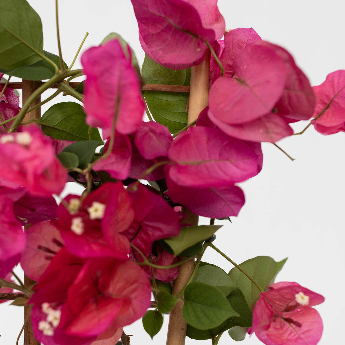 Paper Flower - Height 50-60cm - ⌀17cm | Set of 1 | Pink