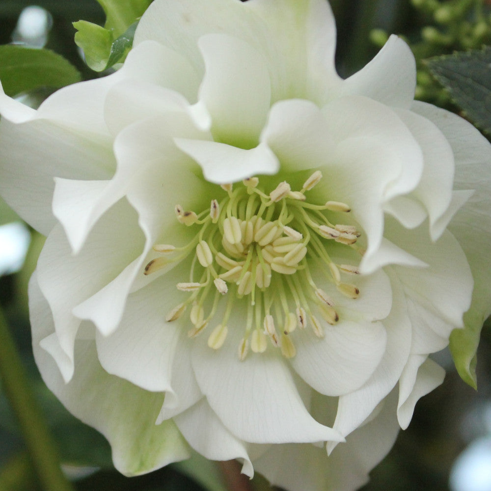 Dazzling Helleborus Collection - Double The Petals, Double The Beauty. 4 Plants In  9cm Pots