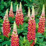 Hayloft Lupin 'tequila Flame' - 9cm Pot