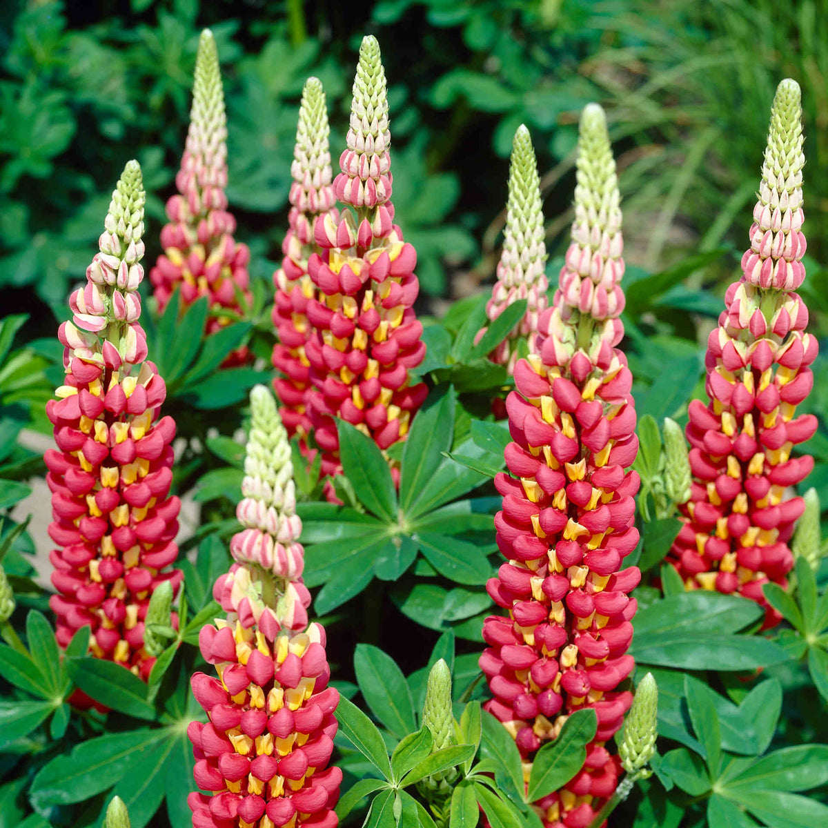 Hayloft Lupin 'tequila Flame' - 9cm Pot