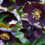 Exclusive Dainty Hellebore Collection - Set Of 3 Plants In 9cm Pots