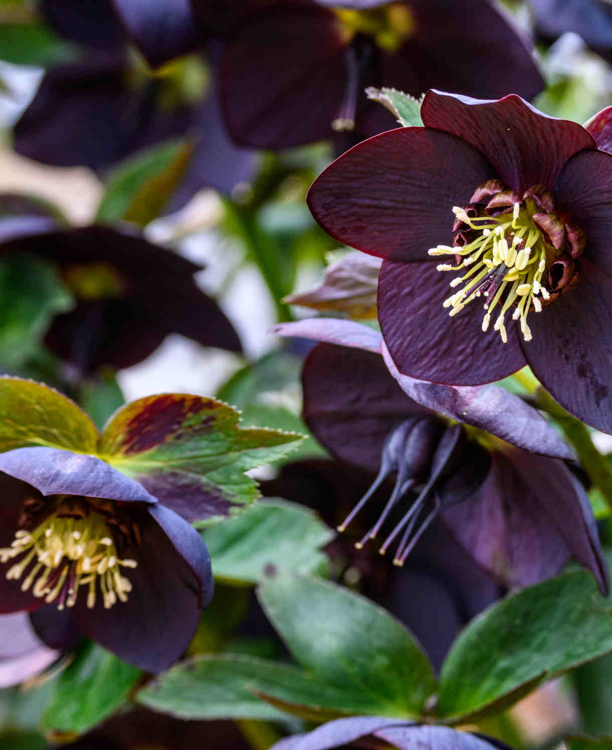 Exclusive Dainty Hellebore Collection - Set Of 3 Plants In 9cm Pots