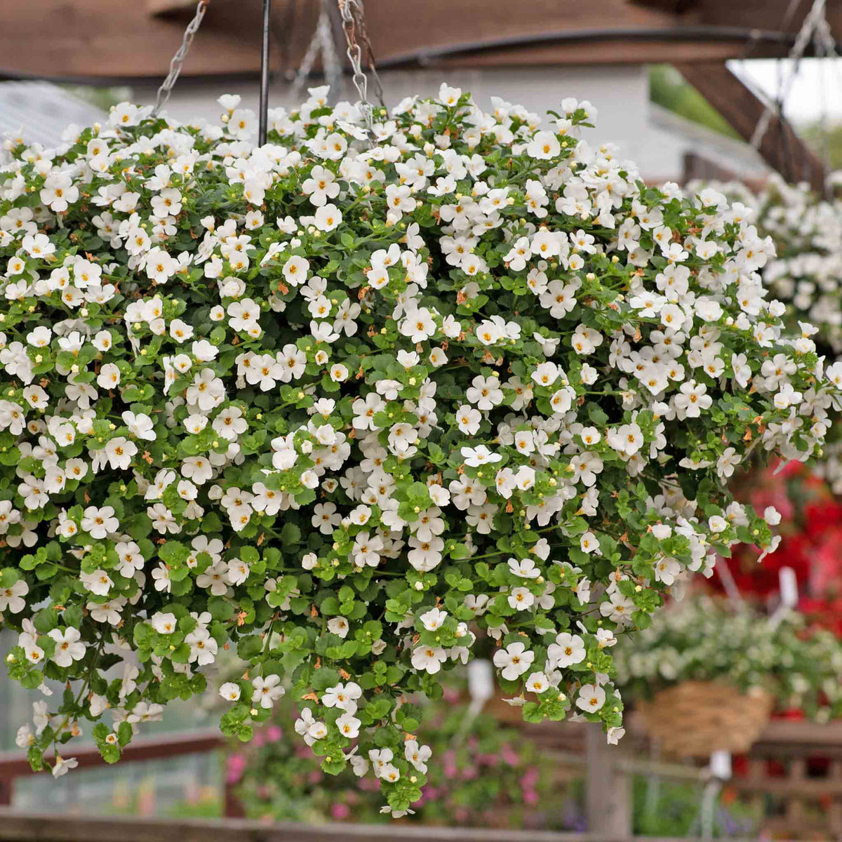 Bacopa 'megacopa White' - Extra-large White Flowers | 12 x Plug Plants | White