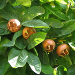 Mespilus Germanica Fruit Tree 6ft Tall Supplied In A 12 Litre Pot