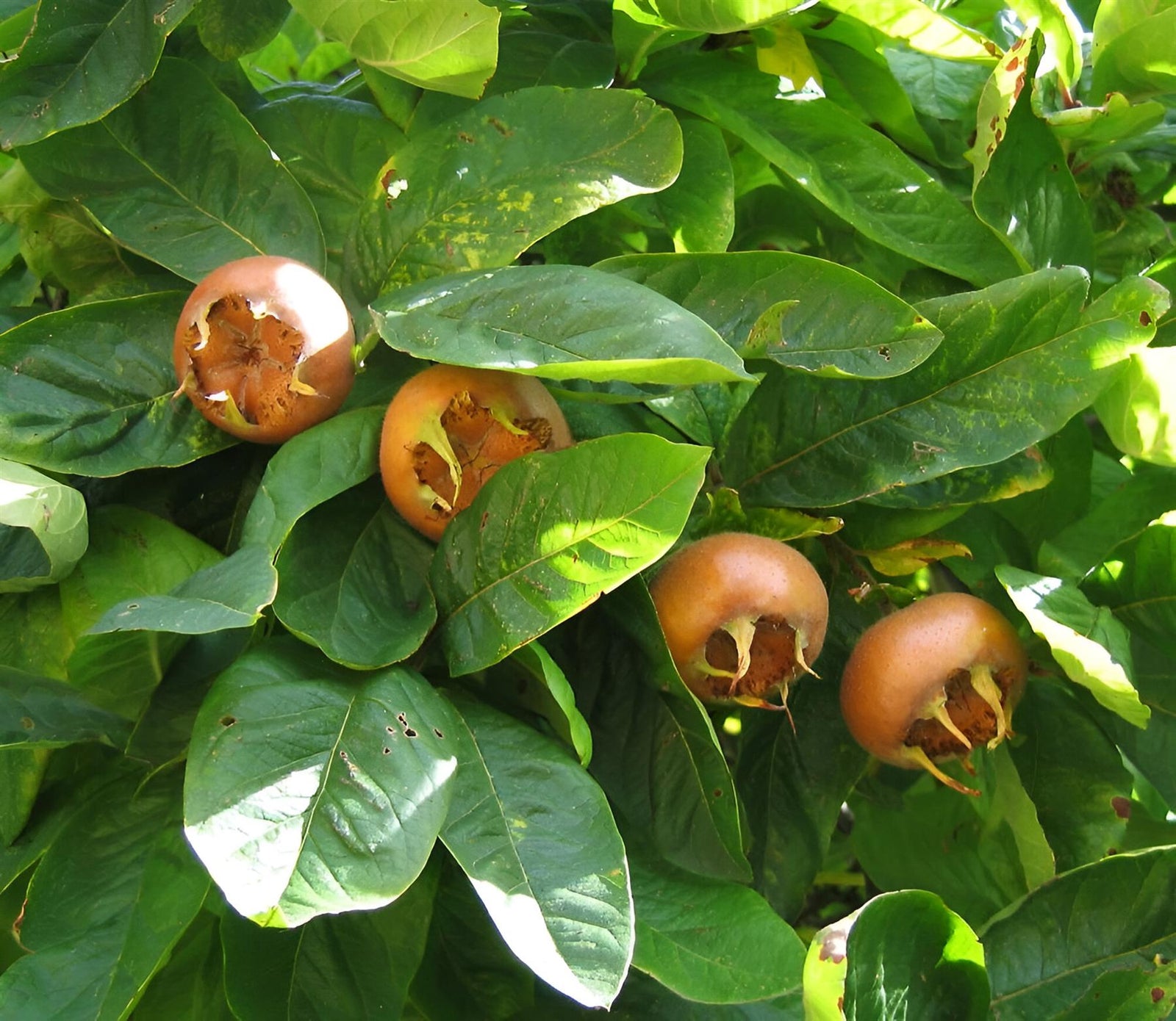 Mespilus Germanica Fruit Tree 6ft Tall Supplied In A 12 Litre Pot
