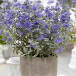Hayloft Caryopteris Clandonensis Sterling Silver - 1 X 9cm Pot