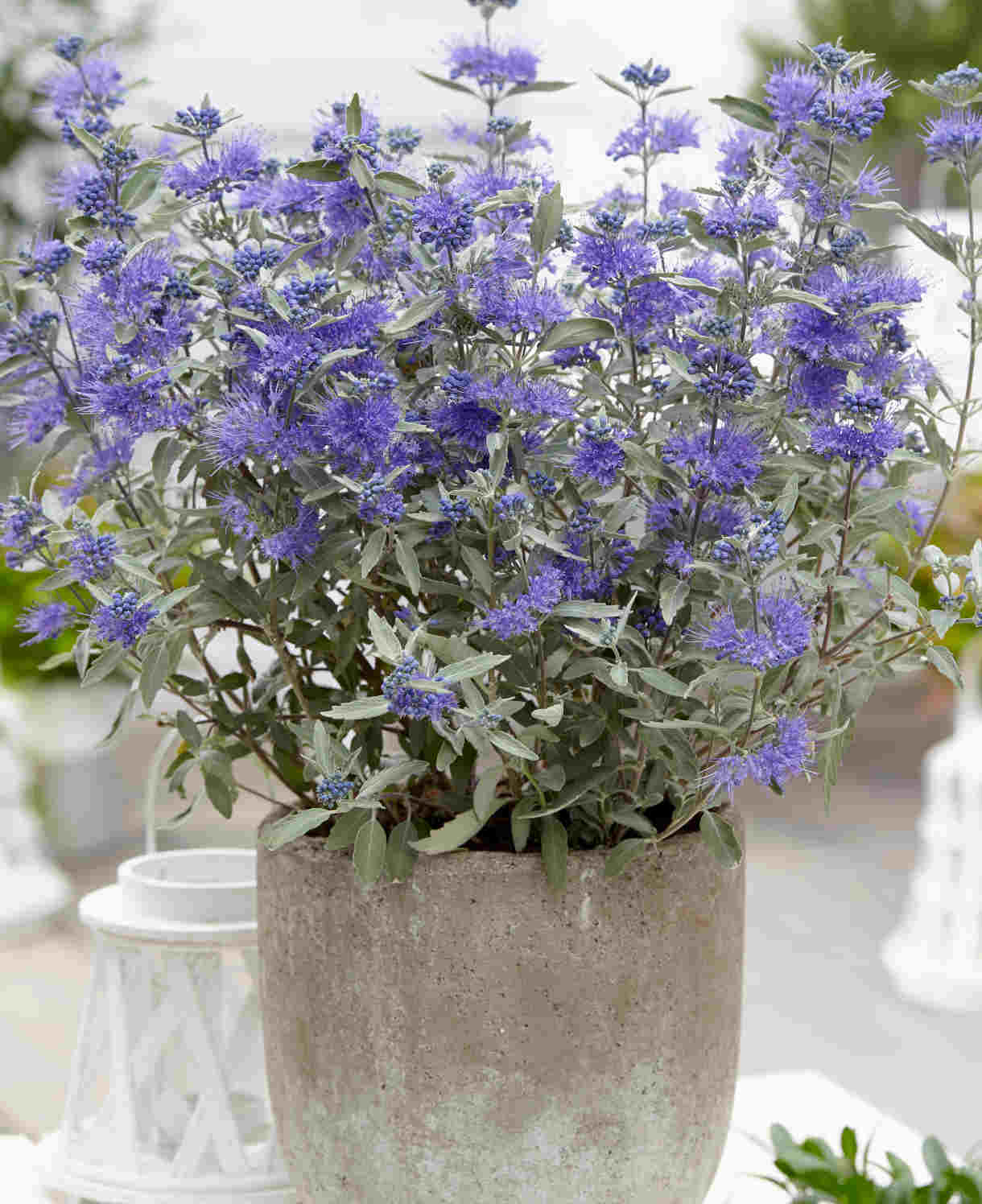 Hayloft Caryopteris Clandonensis Sterling Silver - 1 X 9cm Pot