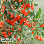 Lycium Barbarum (goji Berry) No.1 Lifeberry 9cm Pot | 2 x 9cm