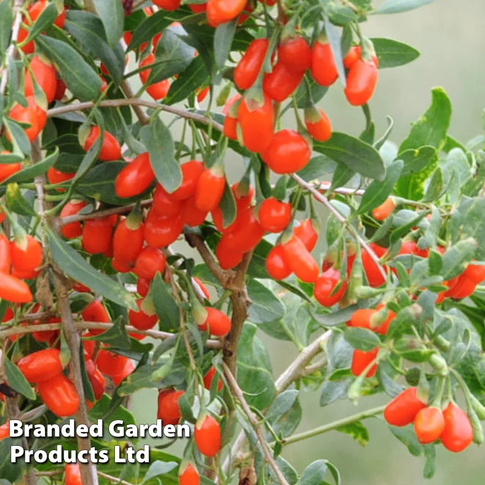Lycium Barbarum (goji Berry) No.1 Lifeberry 9cm Pot | 2 x 9cm