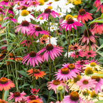 Hayloft Echinacea Breeders Mix - 5 plug plants