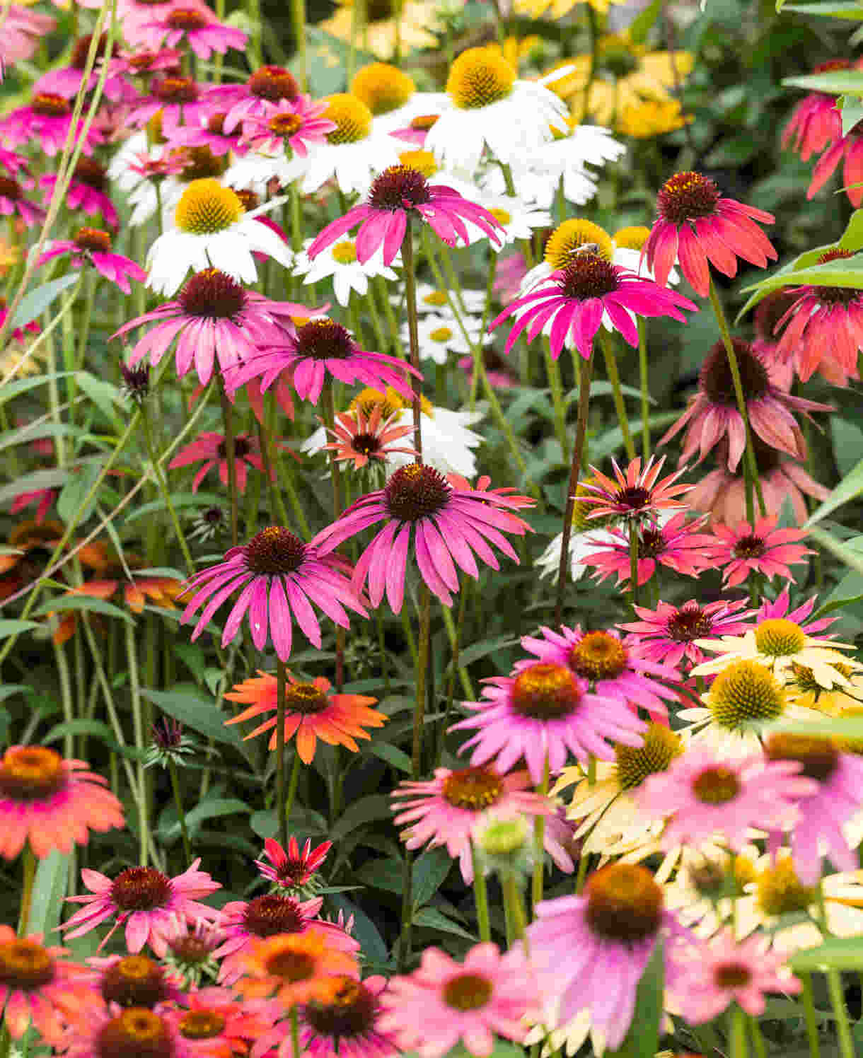 Hayloft Echinacea Breeders Mix - 5 plug plants