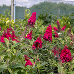 Buddleja 'butterfly Candy Little Ruby' Dwarf Butterfly Bush | 1 x 7.5L | Pink