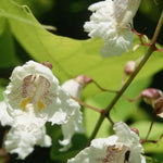 Catalpa Aurea Golden Indian Bean Tree Plant Large 50-60cm Supplied In A 5 Litre Pot